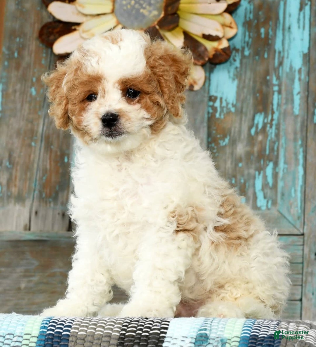 Cavapoo dogs for sale: Merf - Image 1