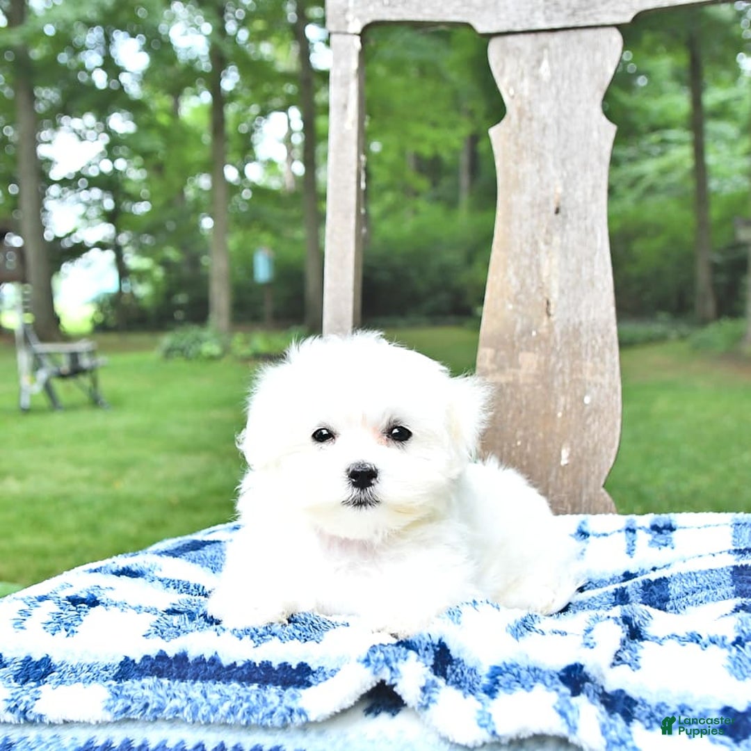 Maltese dogs for sale: Kash - Image 3