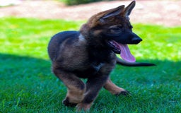 German Shepherd dogs for sale: Freya - Image 4