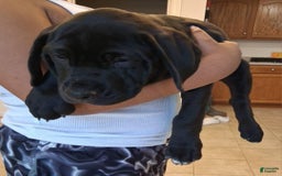 Cane Corso dogs for sale: Black - Image 20