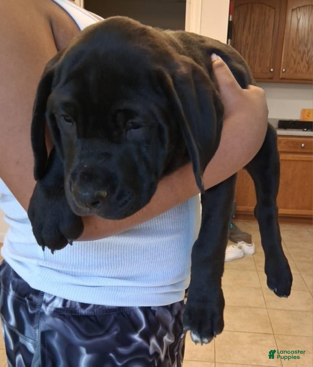 Cane Corso dogs for sale: Black - Image 20