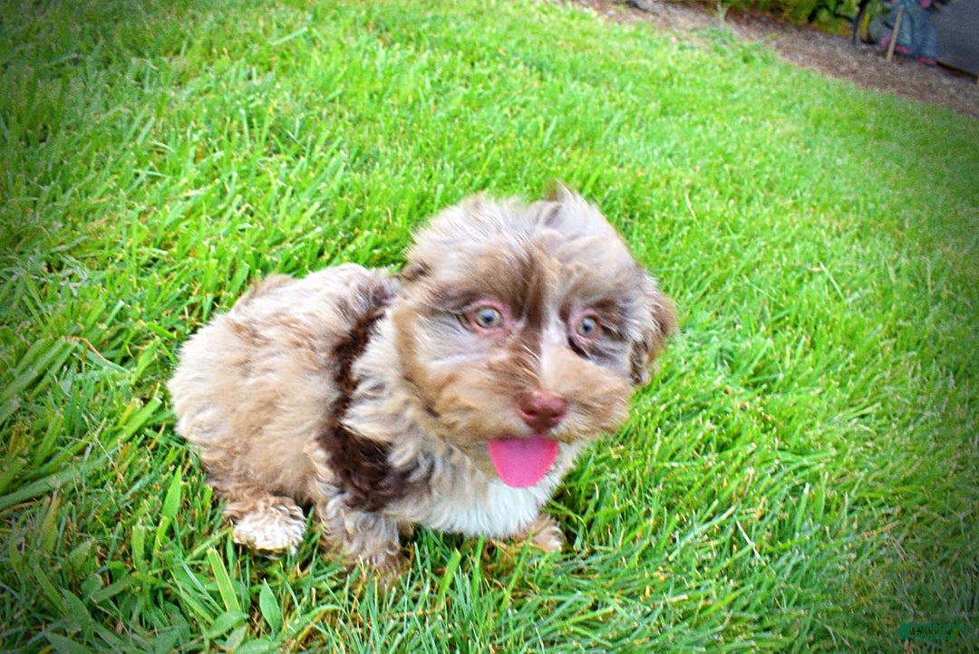 Havapoo dogs for sale: Darling - Image 10