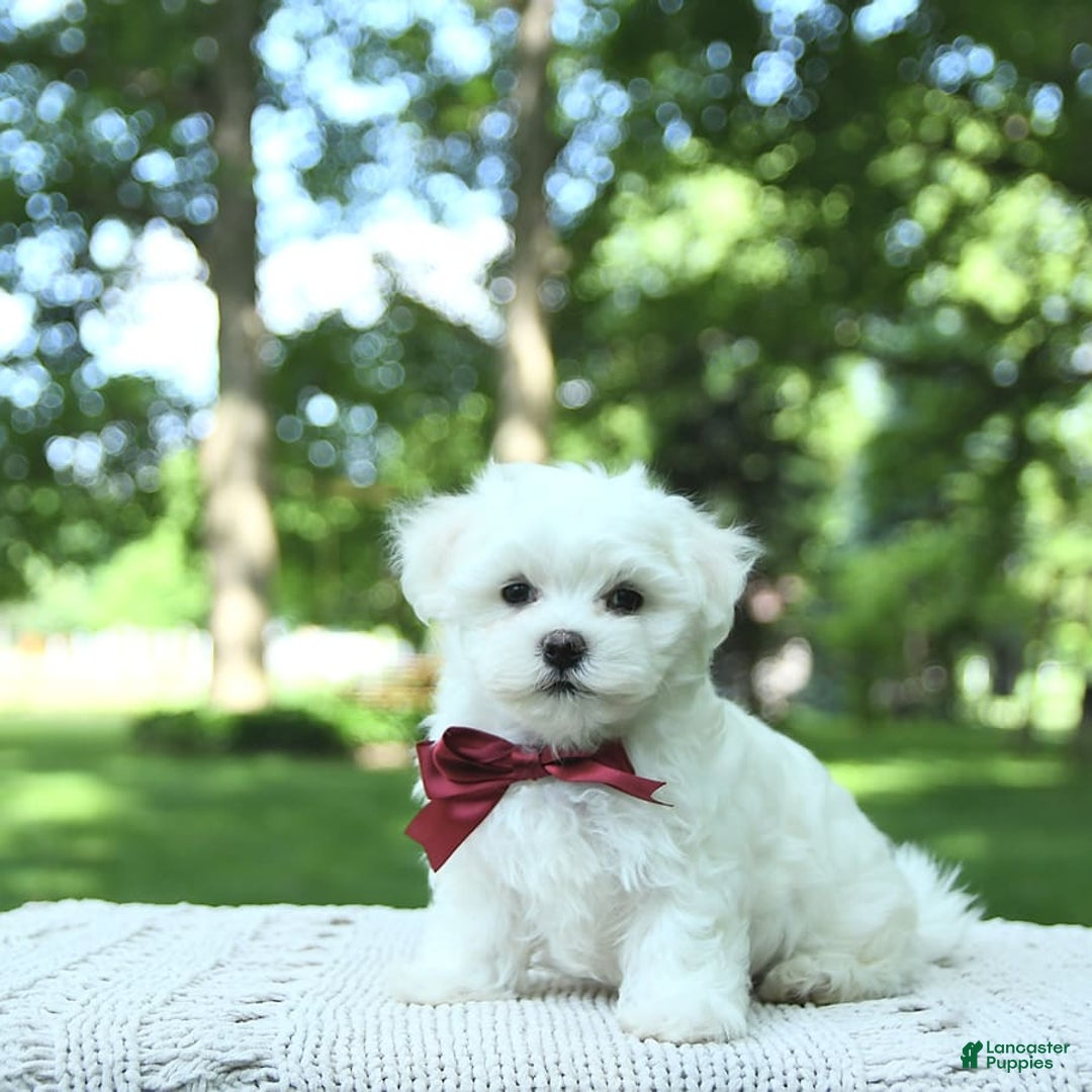 Maltese dogs for sale: Dakota - Image 15