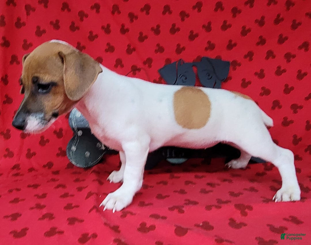 Jack Russell Terrier dogs for sale: Jack Russell Terrier Peppy - Image 12
