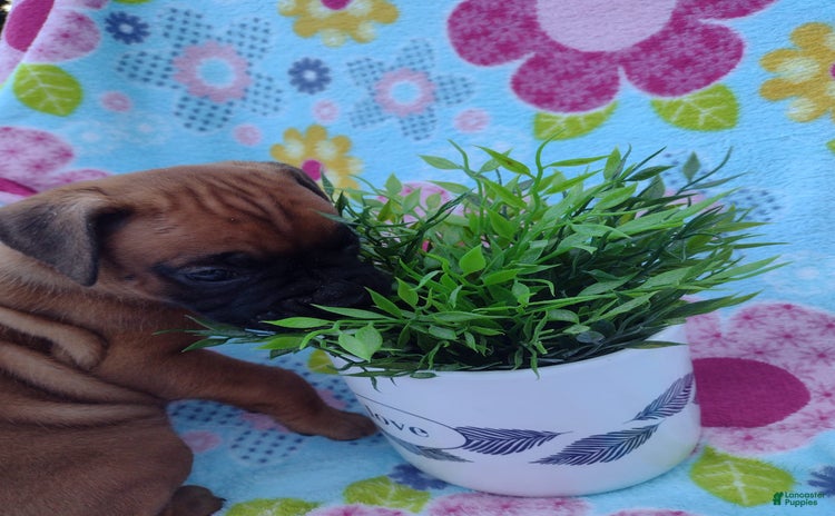 Boxer dogs for sale - Ad 2