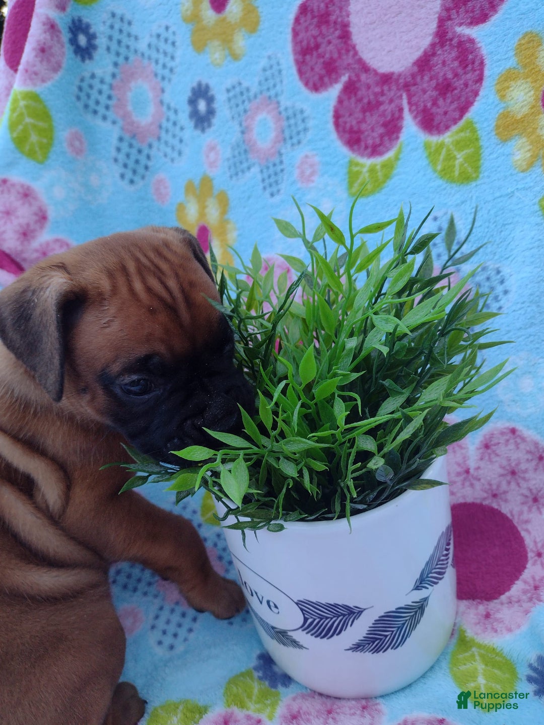 Boxer dogs for sale: Reta - Image 1