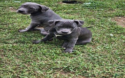 American Bully dogs for sale: Razor Edge Pup - Image 8