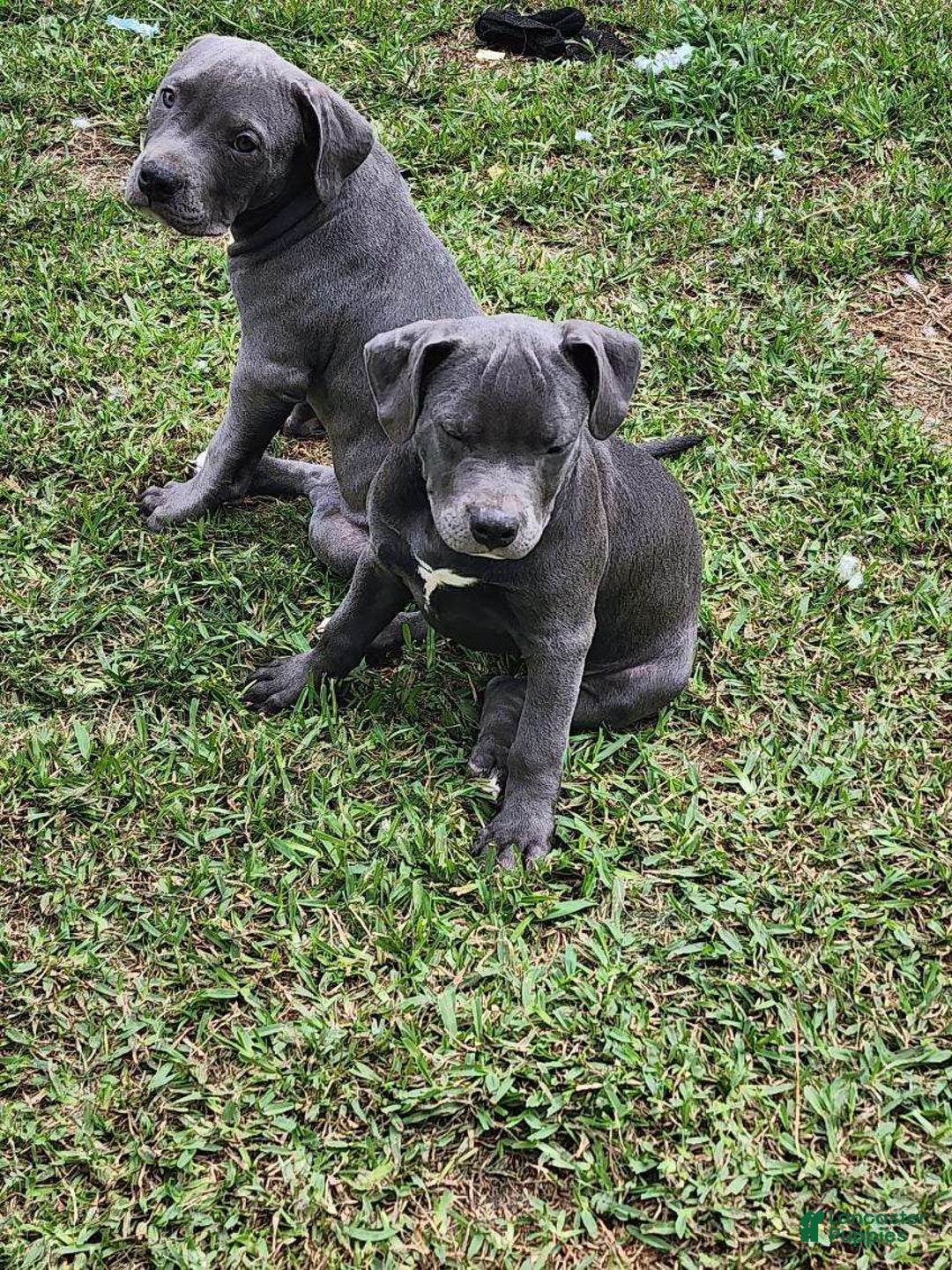 American Bully dogs for sale: Razor Edge Pup - Image 8