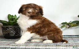 Aussiedoodle dogs for sale: Tammy - Image 5