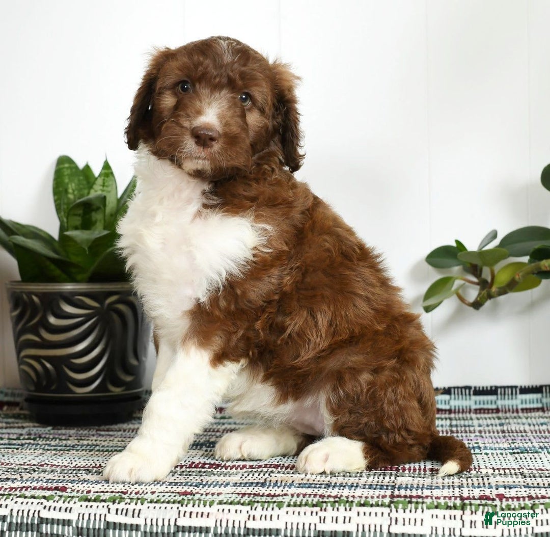 Aussiedoodle dogs for sale: Tammy - Image 5