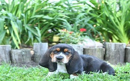 Basset Hound dogs for sale: Shannon - Image 2