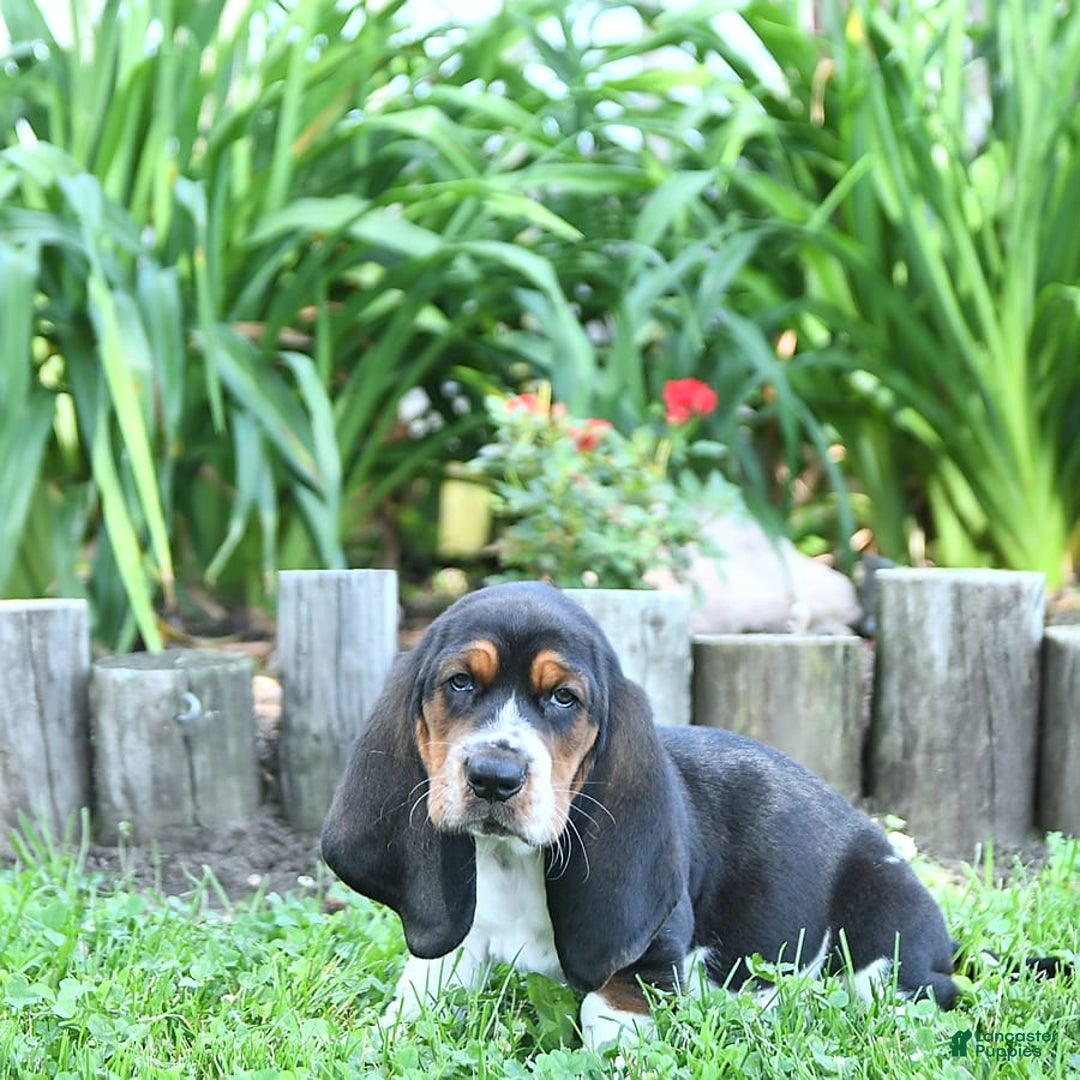 Basset Hound dogs for sale: Shannon - Image 2
