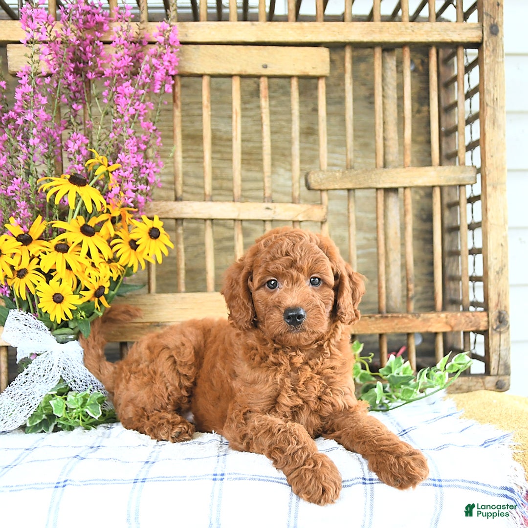 Mini Goldendoodle dogs for sale: Kaiser - Image 1