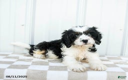 Cavapoo dogs for sale: Kentucky - Image 5