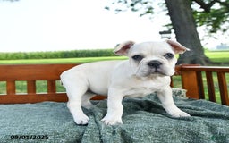 French Bulldog dogs for sale: Lilac - Image 10