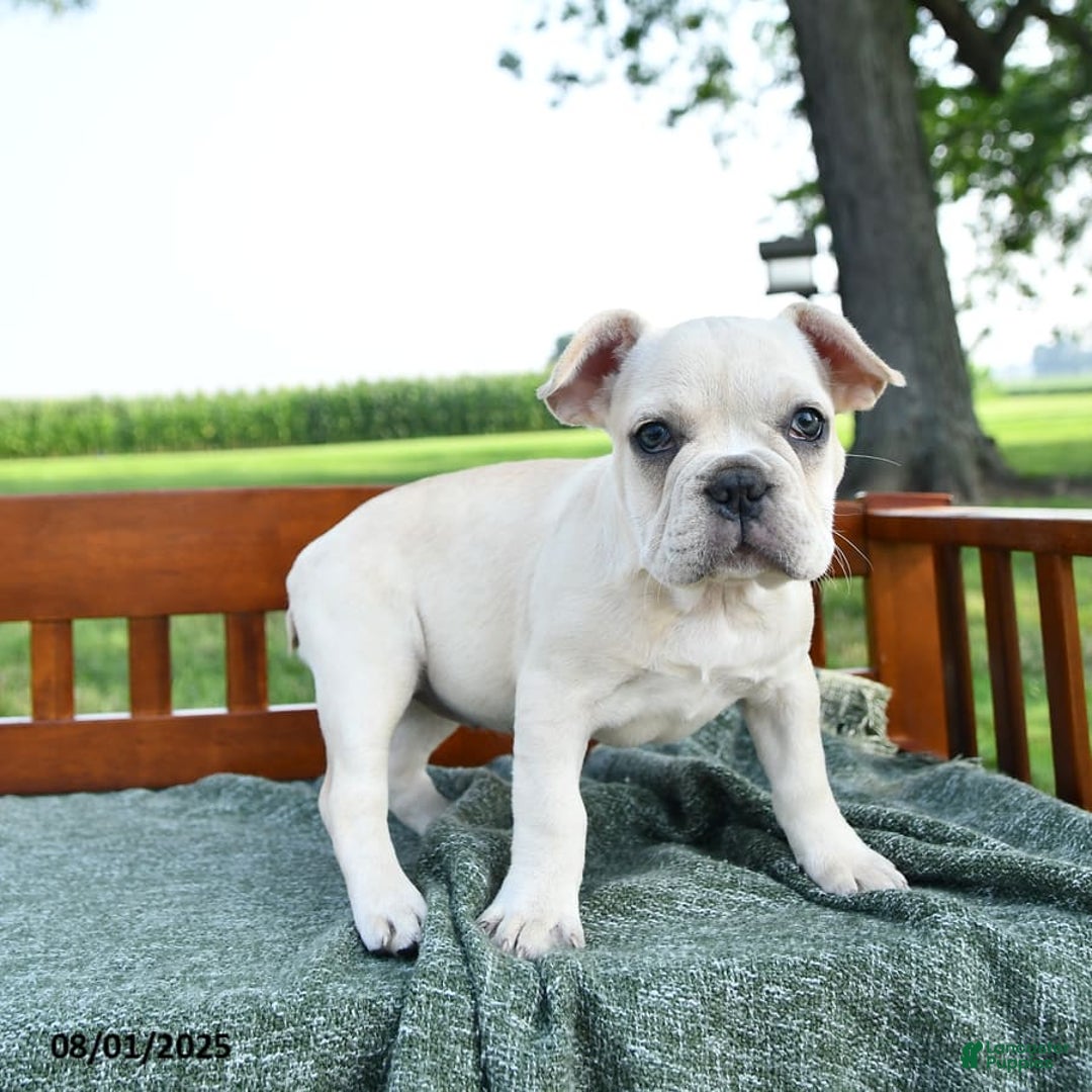French Bulldog dogs for sale: Lilac - Image 10