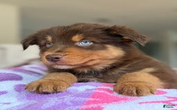 Australian Shepherd dogs for sale: Barnaby - Image 3