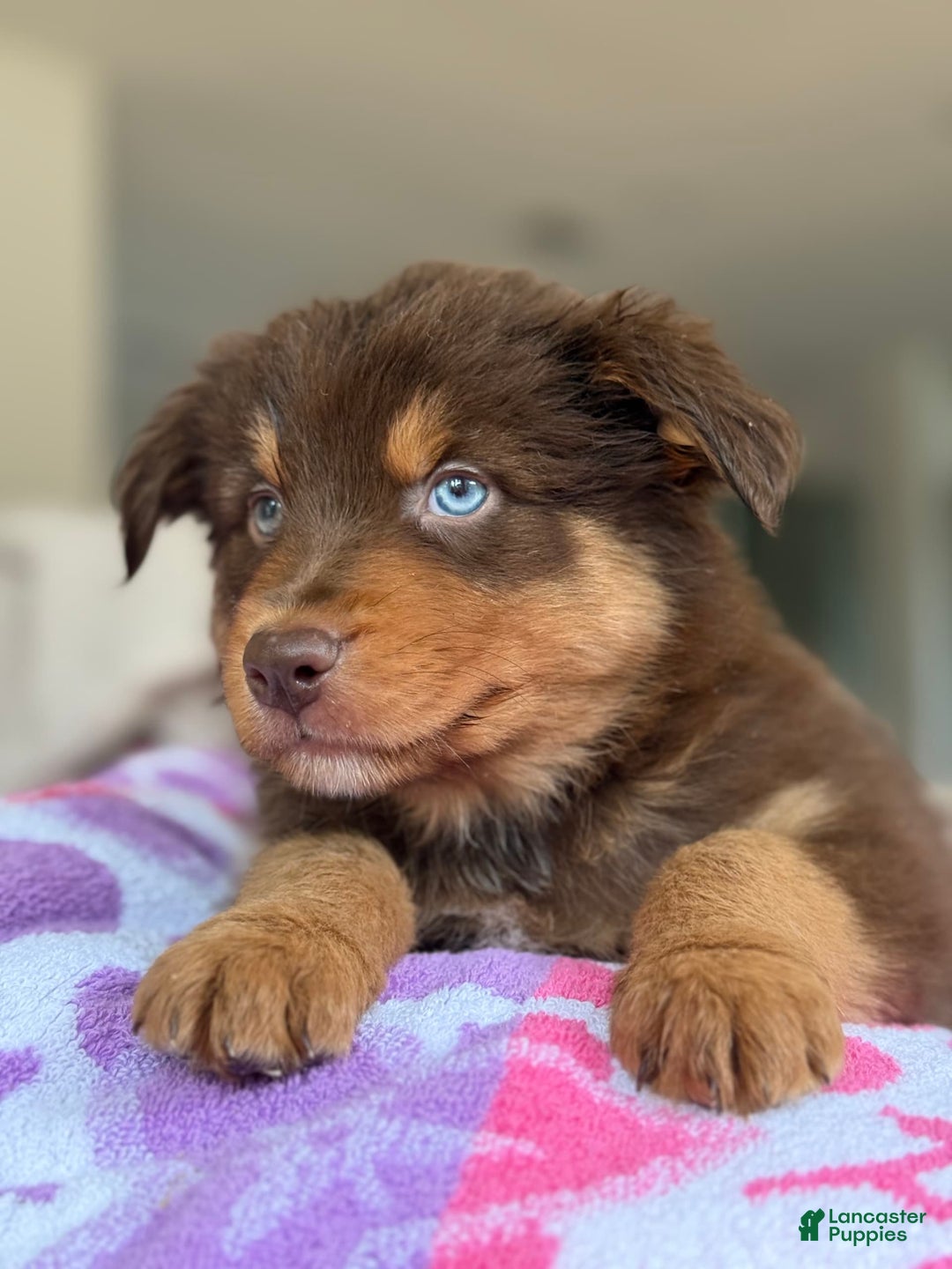 Australian Shepherd dogs for sale: Barnaby - Image 3