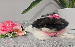 Shih Tzu dogs for sale: Tiny Tiff ❤️ - Image 8