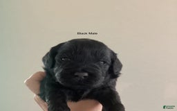 Mini Goldendoodle dogs for sale: Males Litter 2 - Image 16