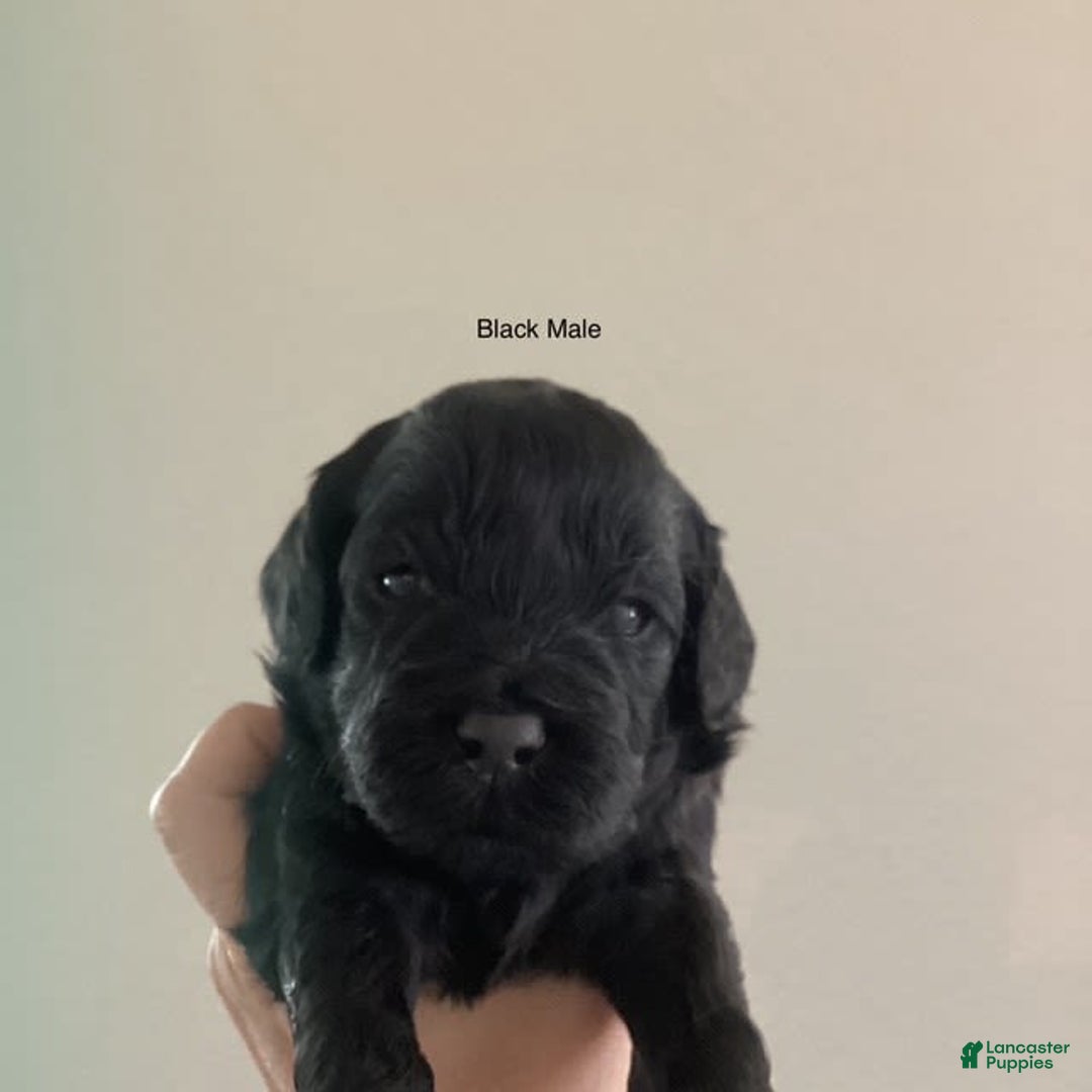 Mini Goldendoodle dogs for sale: Males Litter 2 - Image 16