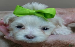 Maltese dogs for sale: Titan - Image 3