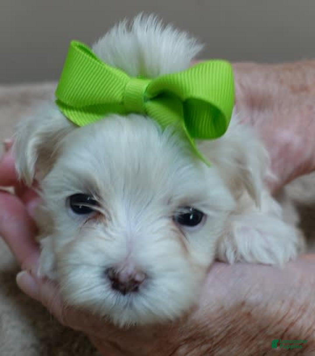 Maltese dogs for sale: Titan - Image 3