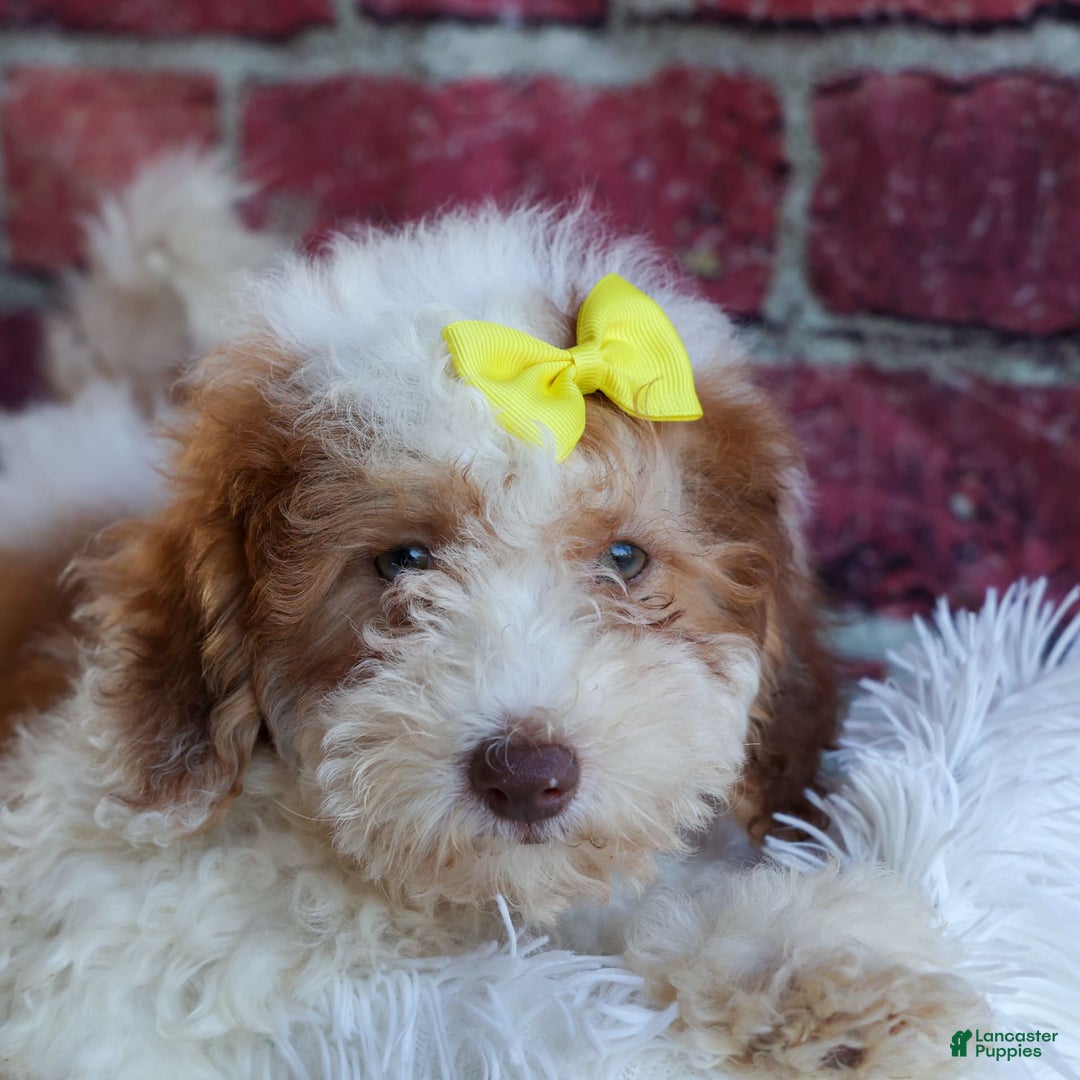 Cavachon dogs for sale: ECHO - Image 6