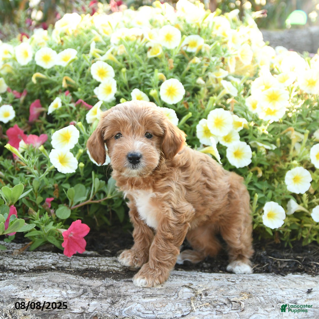 Havapoo dogs for sale: Havapoo 5 puppies - Image 5