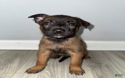 Belgian Malinois dogs for sale: Bruno - Image 2