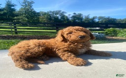 Mini Goldendoodle dogs for sale: Deacon - Image 6