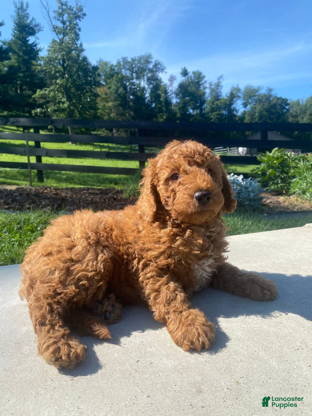 Mini Goldendoodle dogs for sale: Deacon - Image 6