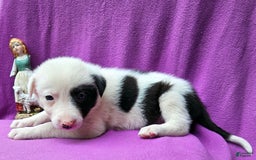 Border Collie dogs for sale: Bambi - Image 12