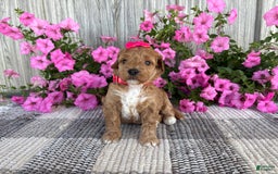 Mini Goldendoodle dogs for sale: Daisy - Image 3