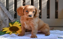 Cavapoo dogs for sale: Ryan - Image 3