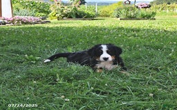 Bernese Mountain Dog dogs for sale: Virgil - Image 9