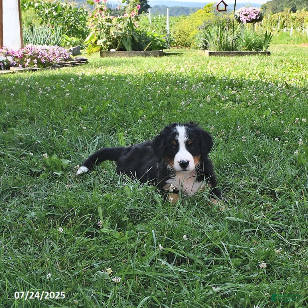 Bernese Mountain Dog dogs for sale: Virgil - Image 9