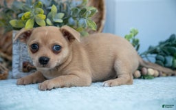 Chihuahua dogs for sale: Paul - Image 5
