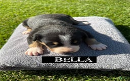 Greater Swiss Mountain Dog dogs for sale: Bella - Image 1