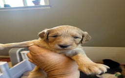 Goldendoodle dogs for sale: Lillies Litter - Image 4