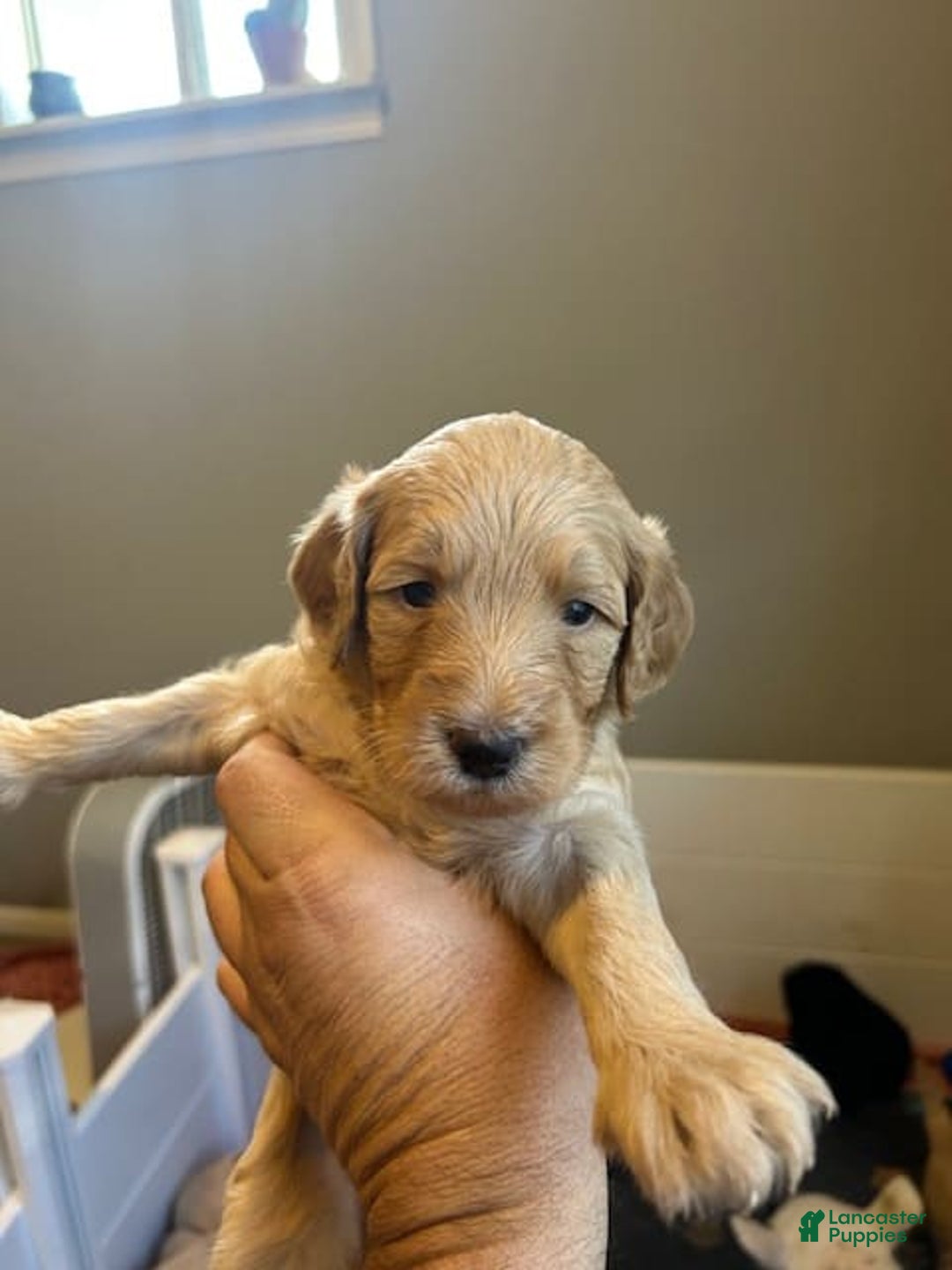 Goldendoodle dogs for sale: Lillies Litter - Image 4