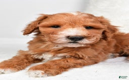  dogs for sale: Justin - Image 2