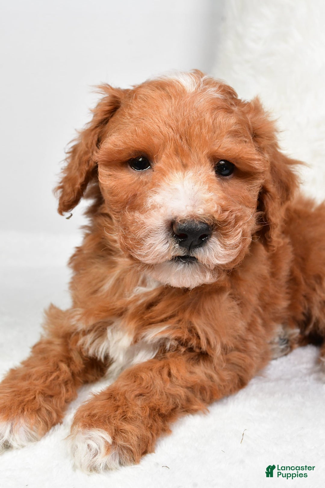  dogs for sale: Justin - Image 2