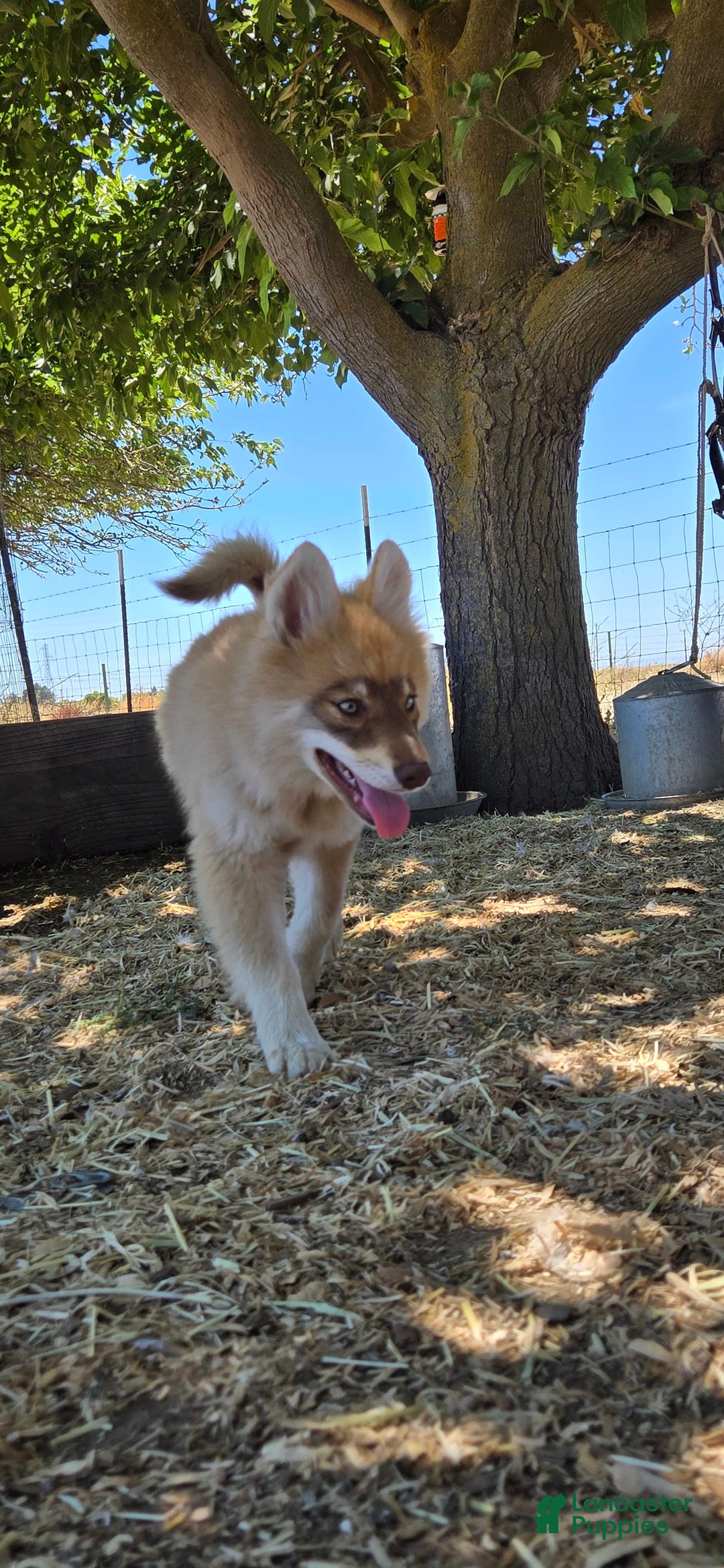 Pomsky dogs for sale: Tesla - Image 1