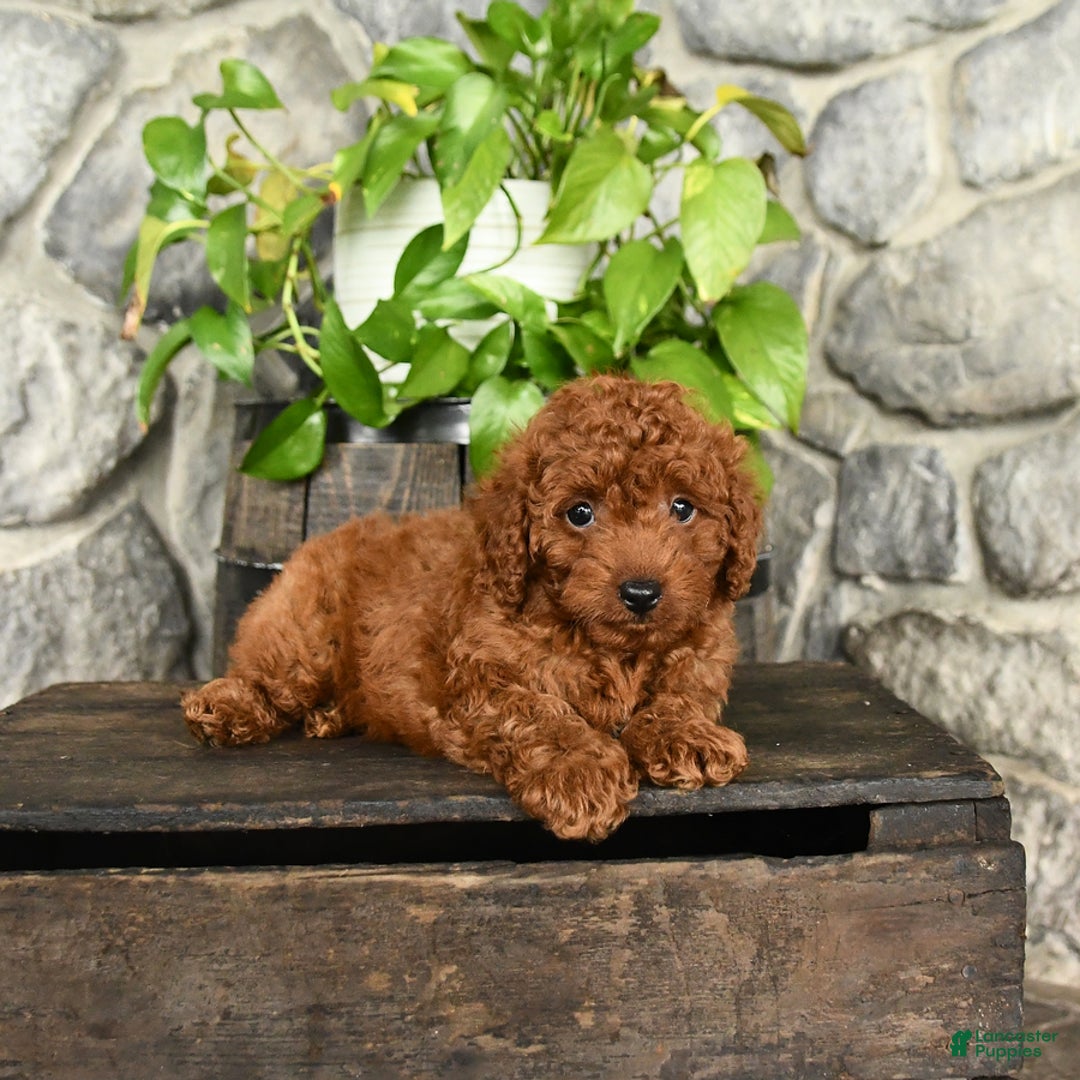 Cockapoo dogs for sale: Winston - Image 3