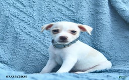 Toy Fox Terrier dogs for sale: Salty - Image 3