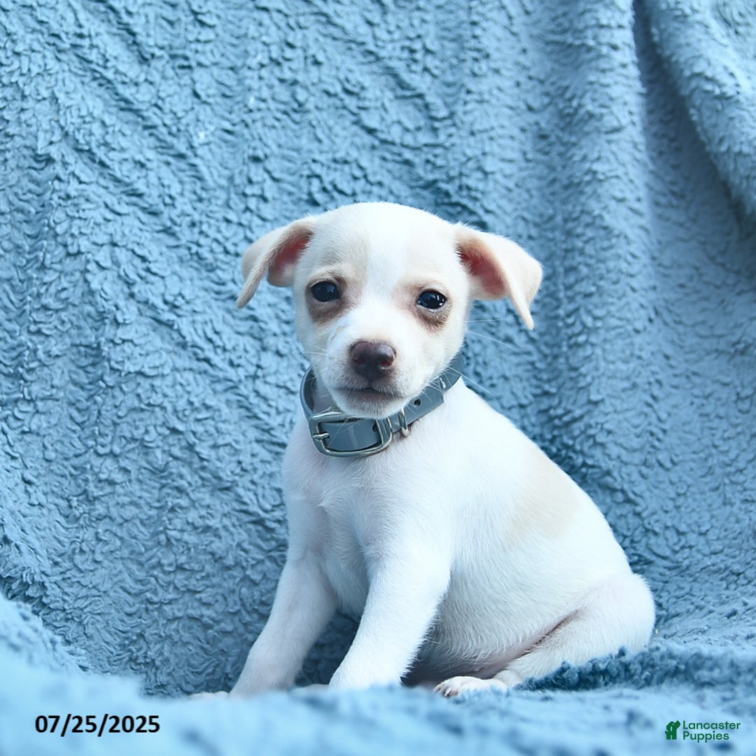 Toy Fox Terrier dogs for sale: Salty - Image 3