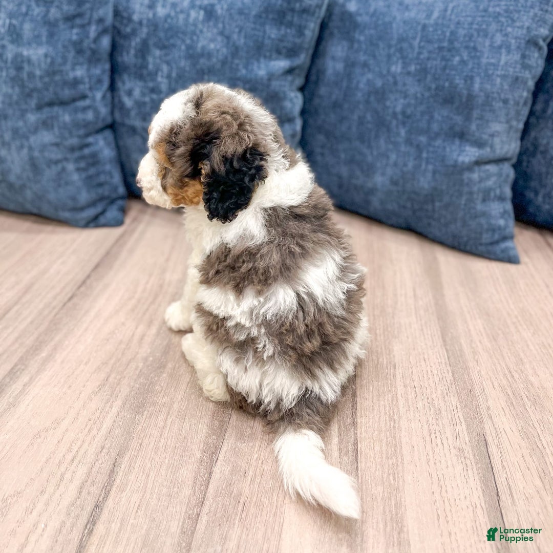 Mini Bernedoodle dogs for sale: Betty - Image 4