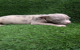 American Bully dogs for sale: Green Girl - Image 1