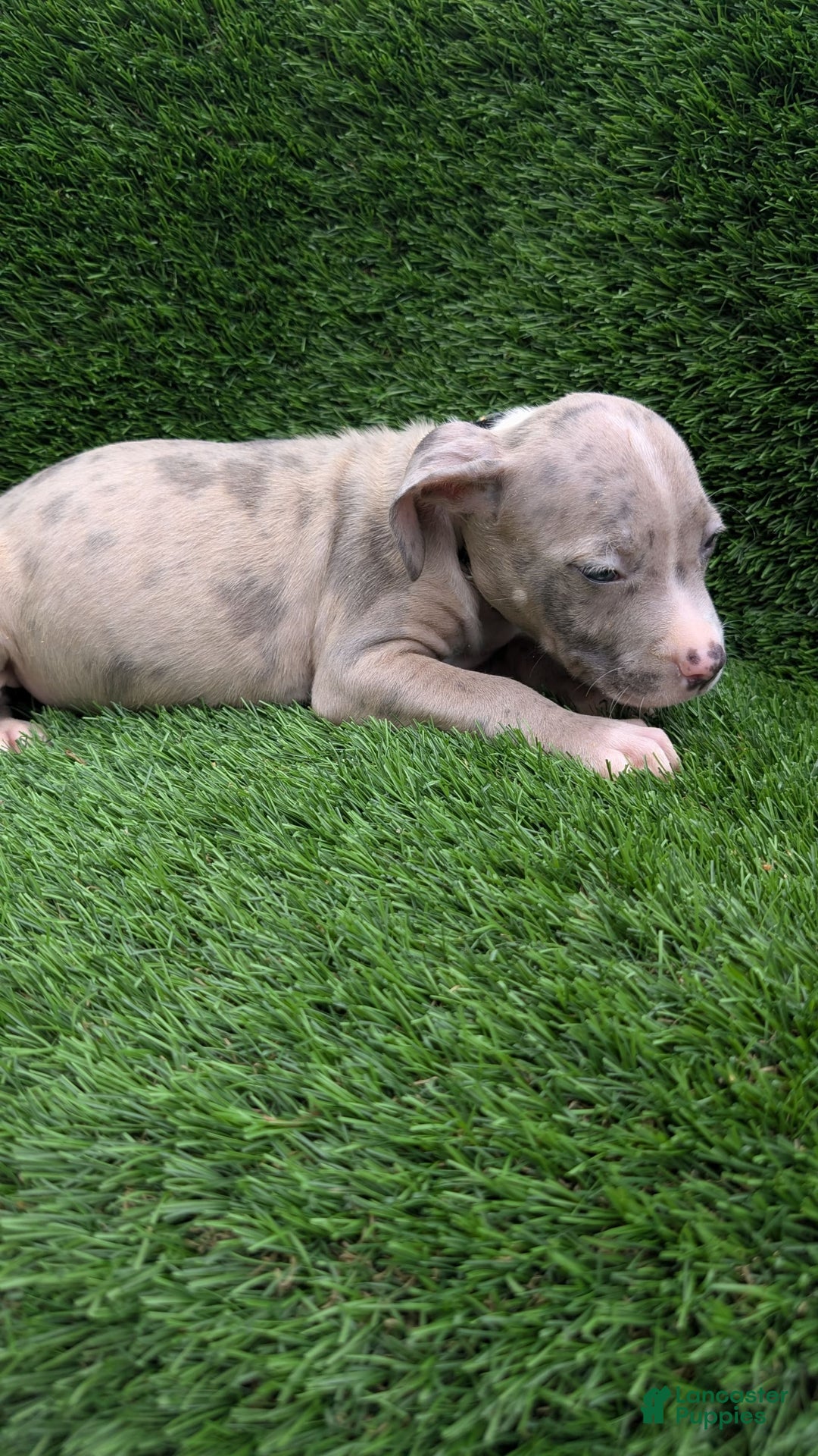 American Bully dogs for sale: Green Girl - Image 1